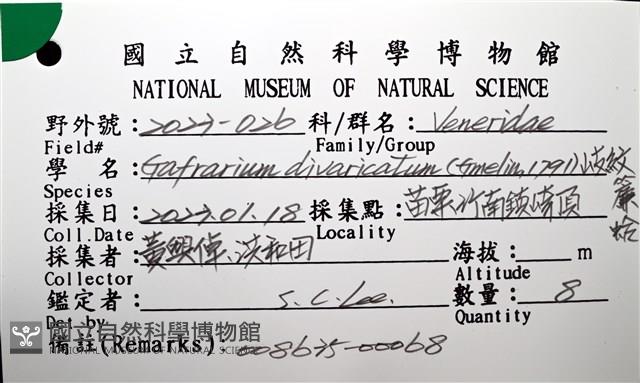 歧紋簾蛤藏品圖，第16張