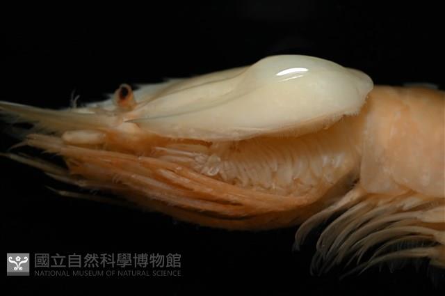 思氏不對稱鰓虱藏品圖，第16張