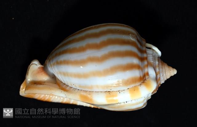 條紋鬘螺藏品圖，第15張