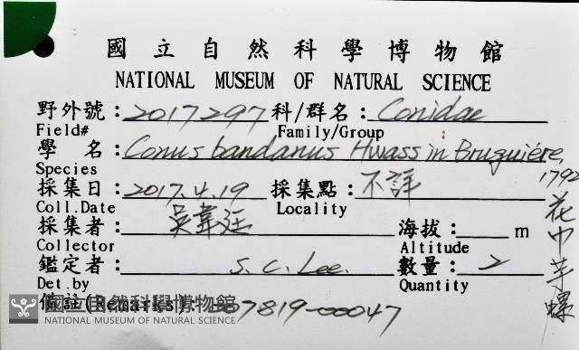 花巾芋螺藏品圖，第16張
