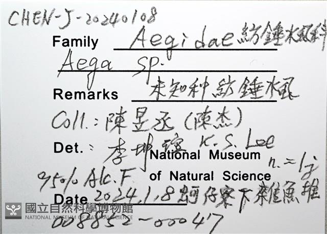 未知種紡錘水虱藏品圖，第16張