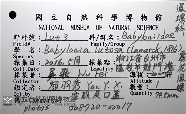 霧花鳳螺(華南鳳螺)藏品圖，第16張