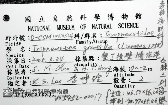 白棘三列海膽藏品圖，第16張