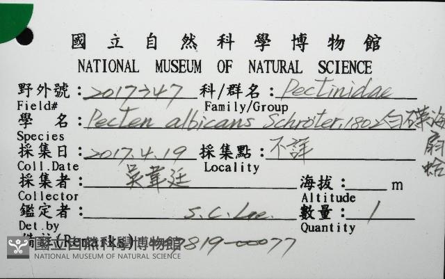 白碟海扇蛤藏品圖，第16張