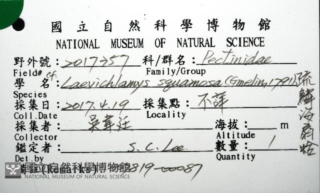 疏鱗海扇蛤藏品圖，第16張