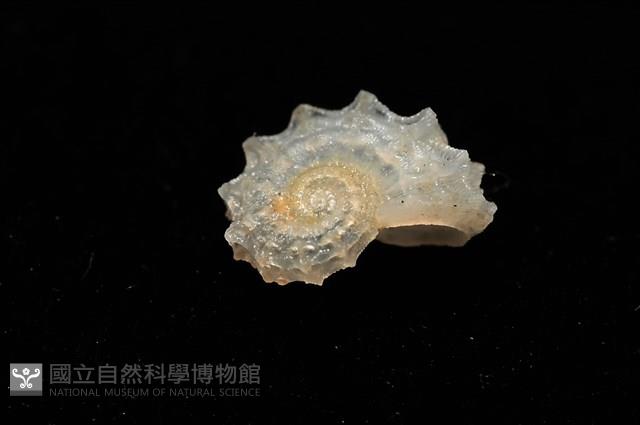菲律賓花冠螺藏品圖，第16張