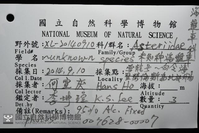 未知種海盤車藏品圖，第16張