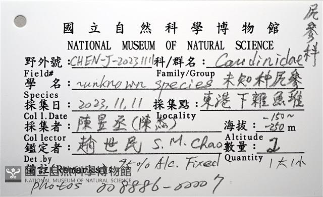 未知種尻參藏品圖，第16張
