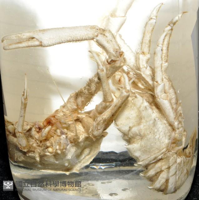 臺灣仿刺鎧蝦藏品圖，第16張