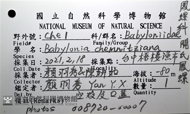 開氏鳳螺藏品圖，第16張