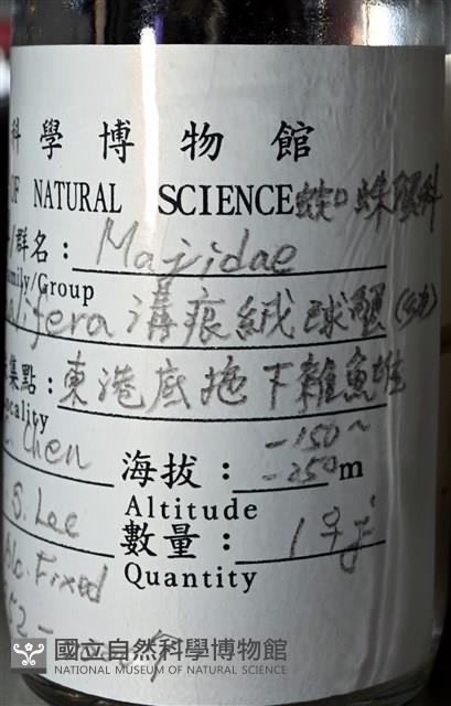 溝痕絨球蟹藏品圖，第16張