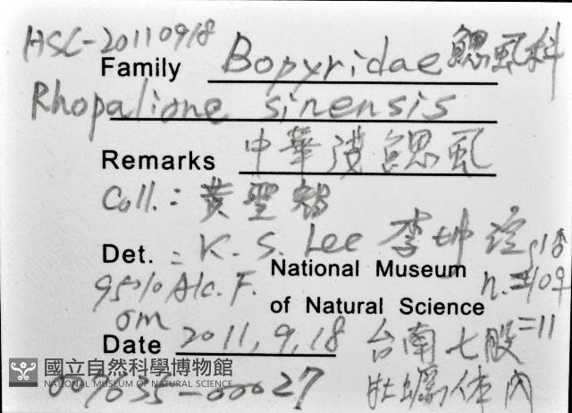 中華淺鰓虱藏品圖，第16張