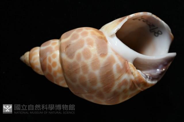 錫蘭鳳螺藏品圖，第16張