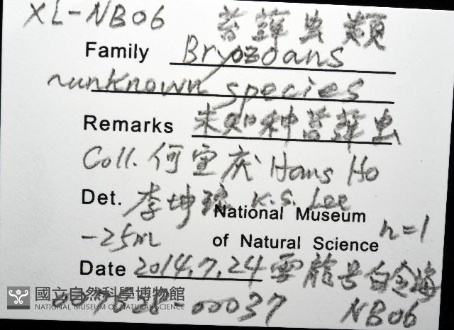 未知種苔蘚蟲藏品圖，第16張