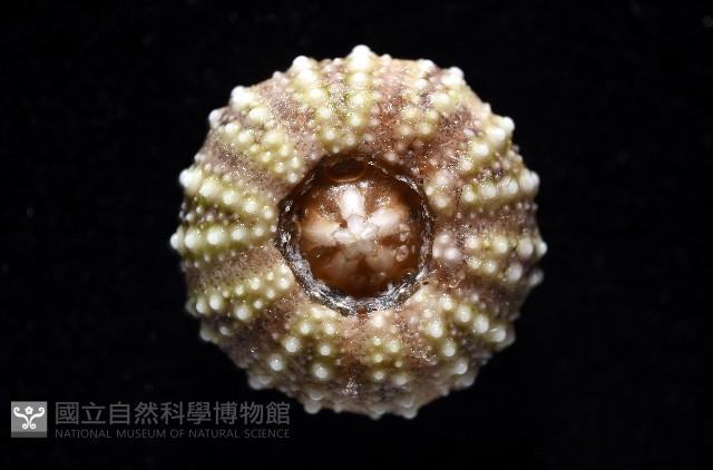 疣裸海膽藏品圖，第16張