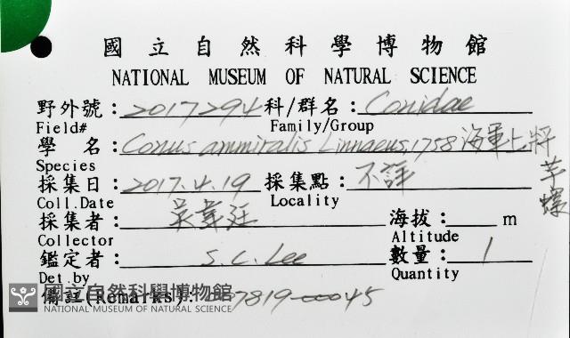 海軍上將芋螺藏品圖，第16張