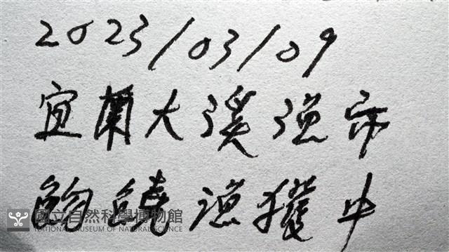典型額胸水虱藏品圖，第16張