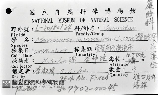 櫻桃寶石簾蛤藏品圖，第16張