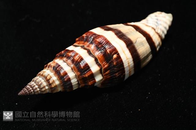 菜鳥蛹筆螺藏品圖，第16張