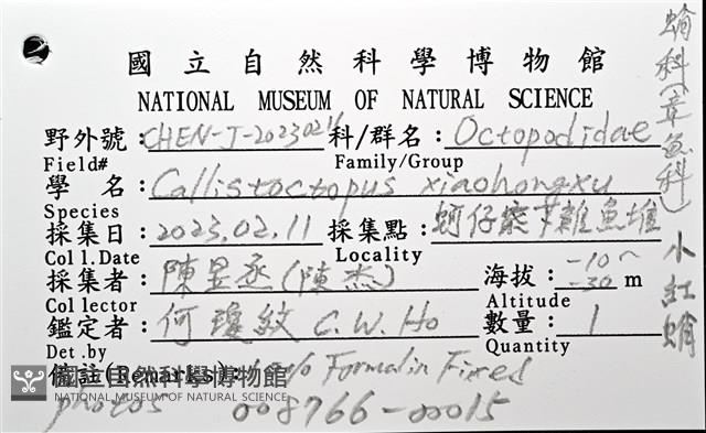 小紅蛸藏品圖，第16張