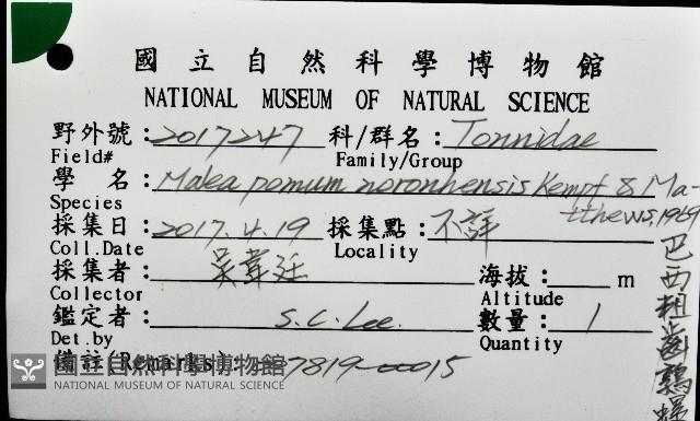 巴西粗齒鶉螺藏品圖，第16張
