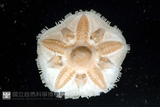未知種開曼海星藏品圖，第16張