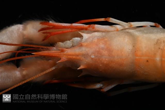 史氏擬海螯蝦藏品圖，第16張