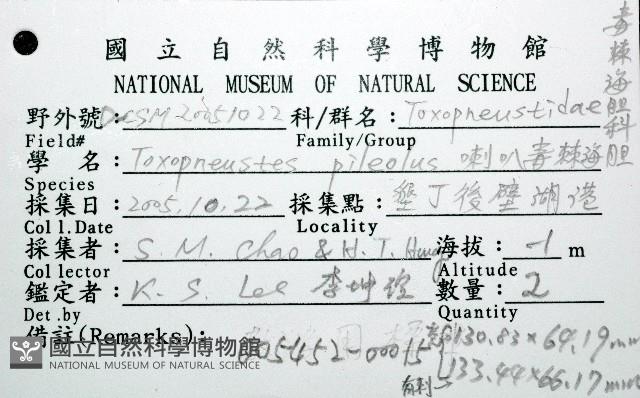 喇叭毒棘海膽藏品圖，第16張