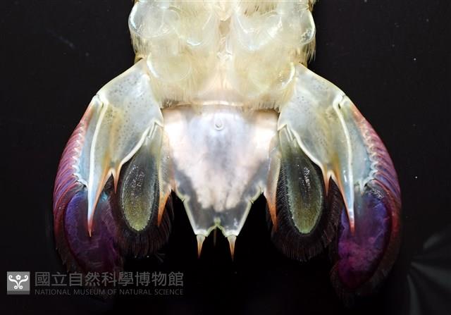 脊尾齒指蝦蛄藏品圖，第16張