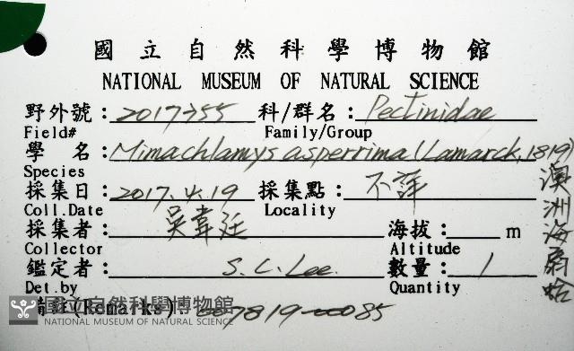 澳洲海扇蛤藏品圖，第16張