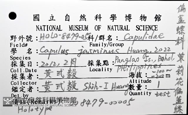 茉莉花偏蓋螺藏品圖，第16張