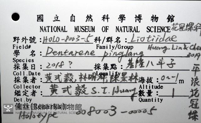 平浪花冠螺藏品圖，第16張