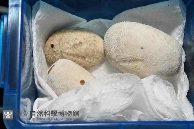 脊背壺海膽藏品圖，第16張