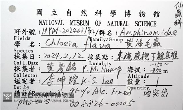 黃海毛蟲藏品圖，第16張