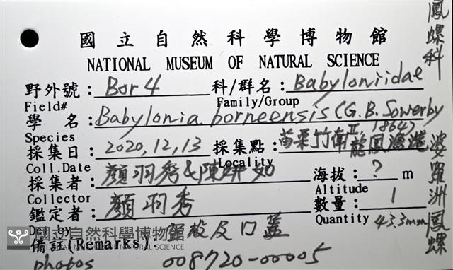 婆羅洲鳳螺藏品圖，第16張