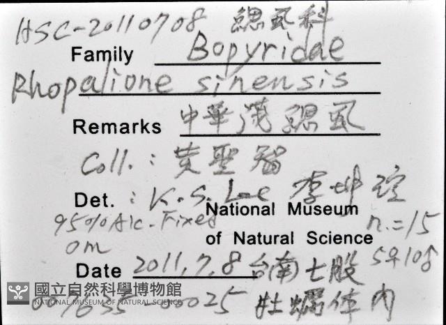 中華淺鰓虱藏品圖，第16張