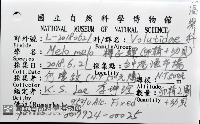 椰子螺藏品圖，第16張
