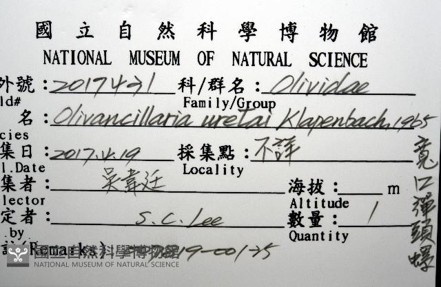 寬口彈頭螺藏品圖，第16張