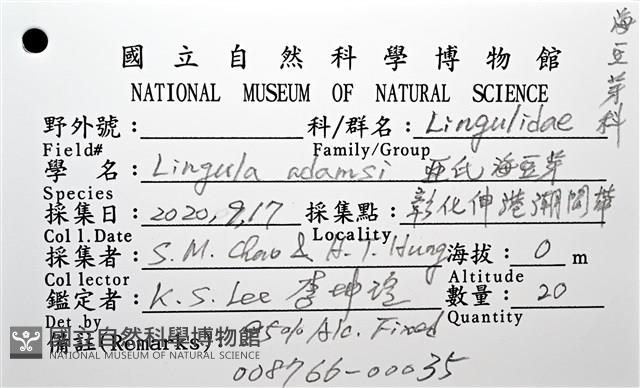 亞氏海豆芽藏品圖，第16張