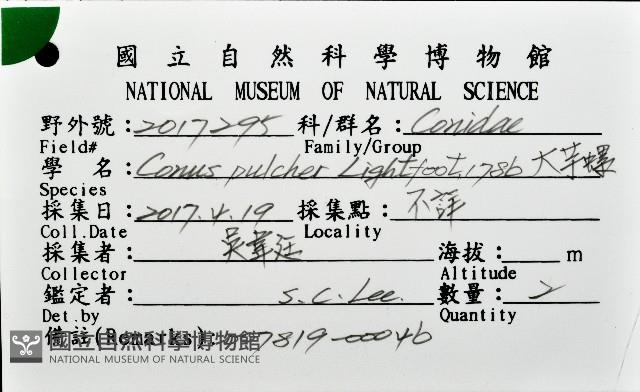 大芋螺藏品圖，第16張