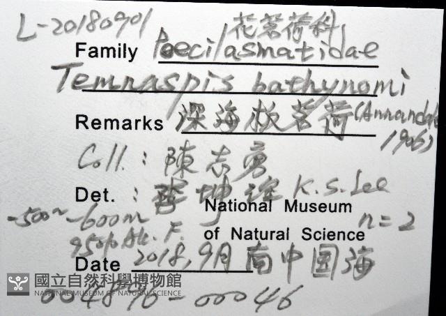 深海板茗荷藏品圖，第16張