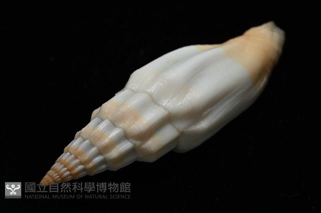 老鳥蛹筆螺藏品圖，第16張