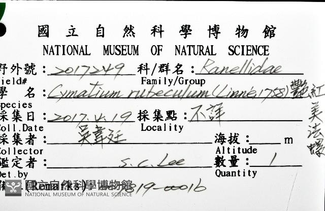 豔紅美法螺藏品圖，第16張