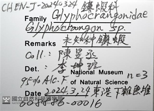 未知種鐮蝦藏品圖，第16張