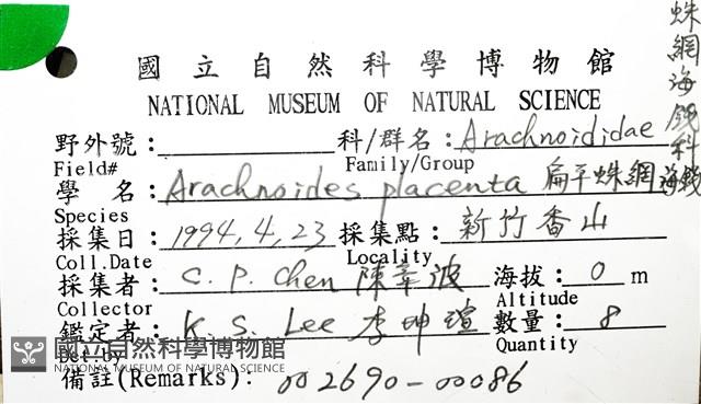 扁平蛛網海膽藏品圖，第16張