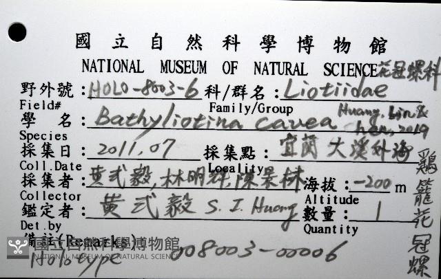 雞籠花冠螺藏品圖，第16張