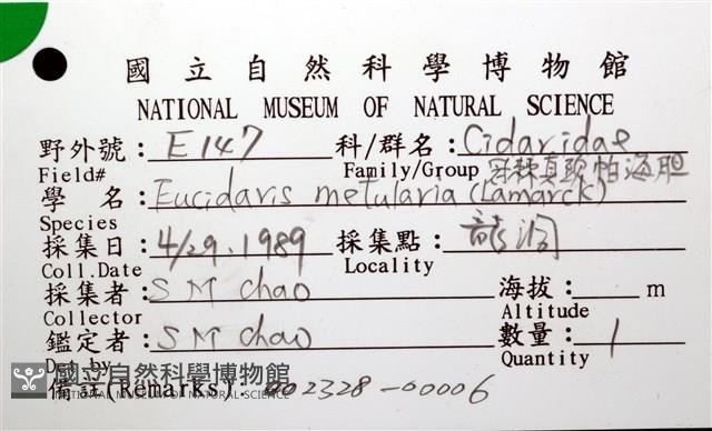 冠棘真頭帕海膽藏品圖，第16張