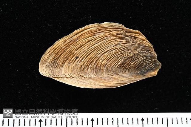 婆羅洲鳳螺藏品圖，第16張