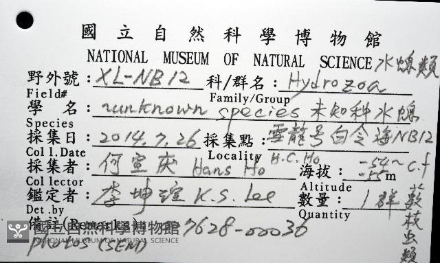 未知種水螅藏品圖，第16張
