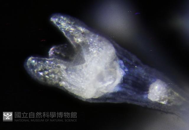 疣裸海膽藏品圖，第16張
